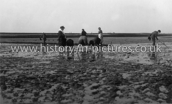 Shell Picking, Canvey Island, Essex. c.1920's